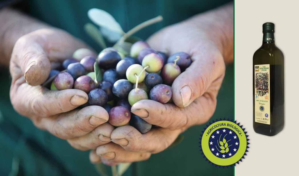 Olio extravergine di oliva BIOLOGICO Puglia