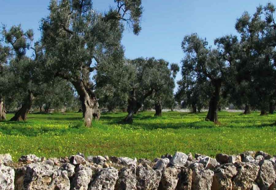 Domenica delle Palme