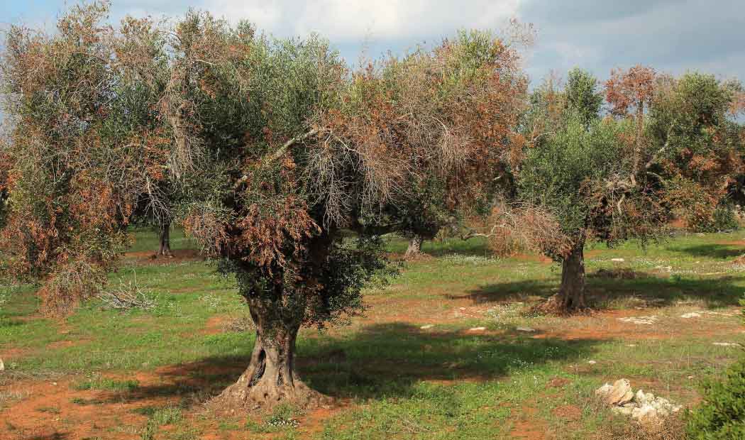 Produzione olio extravergine di oliva dal 1960