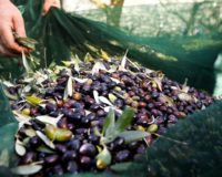 Campagna olivicola nel vivo con la produzione dell’Olio novello